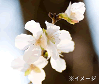 ホンジュラスの記念式典で利用する桜の苗木150本を空輸しました